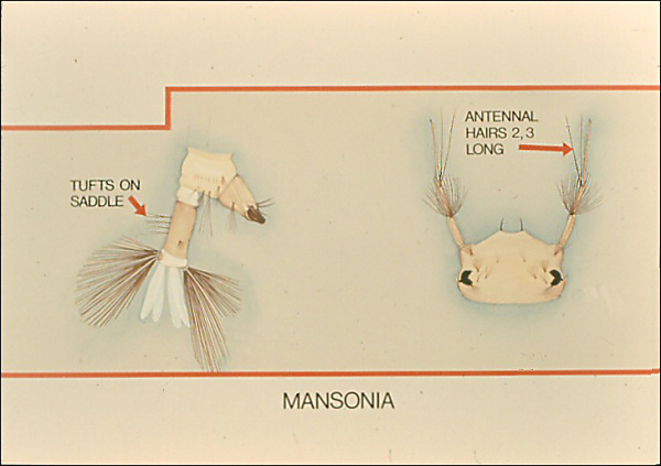 <i>Mansonia</i> head and terms segments