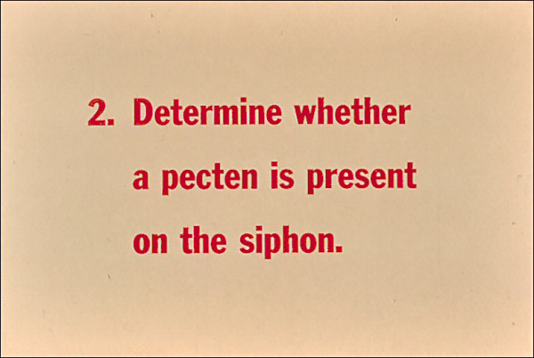 Determine whether a pecten is present on the siphon