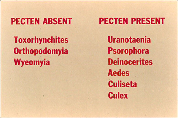 Lists with pecten present and pecten absent