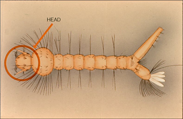 Drawing of Culex larva