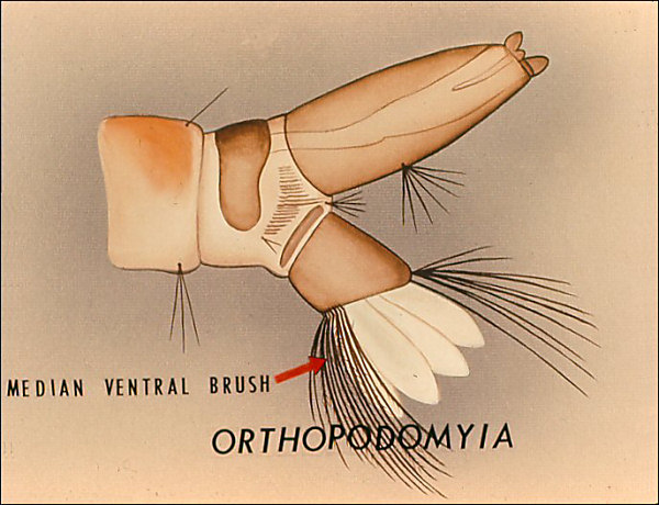 Terminal segments of <i>Orthopodomyia</i>; overlay with arrow to median ventral brush labeled 'Orthopodomyia'