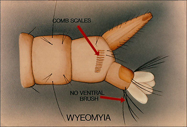 Terminal segments of <i>Wyeomyia</i>. Overlay with arrow to comb scales and labeled 'Wyeomyia'