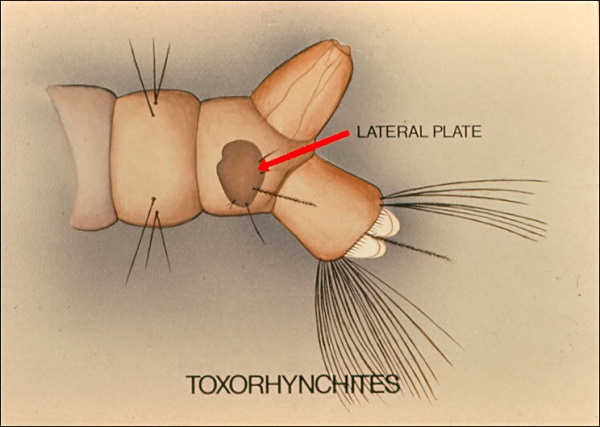 Terminal segment of <i>Toxorhynchites</i>. Overlay with arrow to lateral plate labeled 'lateral plate'; also labeled 'Toxorhynchites'