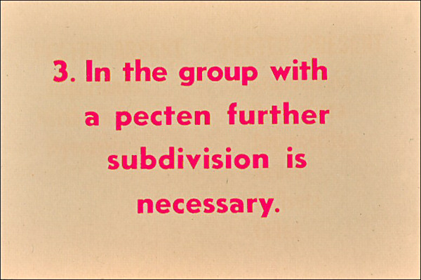 In the group with a pecten, further subdivision is necessary