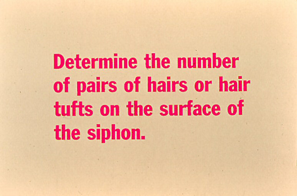 Determine the number of pairs of hairs or hair tufts on the surface of the siphon