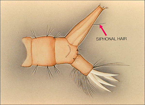 Terminal segments of <i>Psorophora</i>. Overlay with arrow to air tube hair, so labeled
