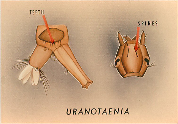 Terminal segments and head of <i>Uranotaenia</i>. Overlay with arrows to teeth on plate and spines on head; so labeled