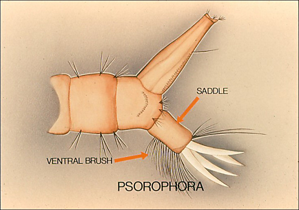 Terminal segments of <i>Psorophora</i>. Another overlay with arrows to dorsal plate and ventral brush, both labeled; also labeled 'Psorophora'