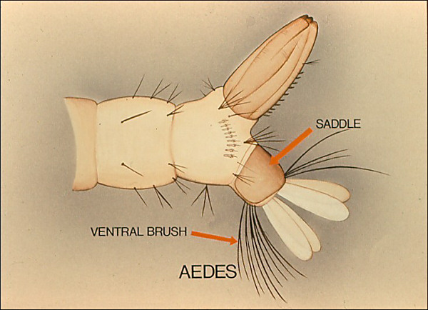 Terminal segments of <i>Aedes</i>. Overlay with arrows to ventral brush and plate, both labeled; also labeled 'Aedes'