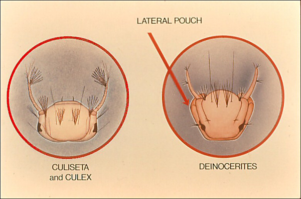 Heads of <i>Culex</i> and <i>Deinocerites</i>; overlay with arrow to side pouches and label <i>Deinocerites</i>