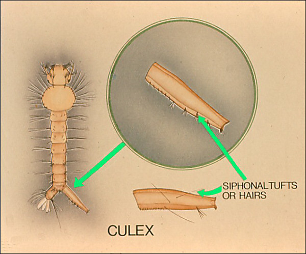 Terminal segments of <i>Culex</i>. Overlay with arrows to scattered hairs so labeled; also labeled 'Culex'