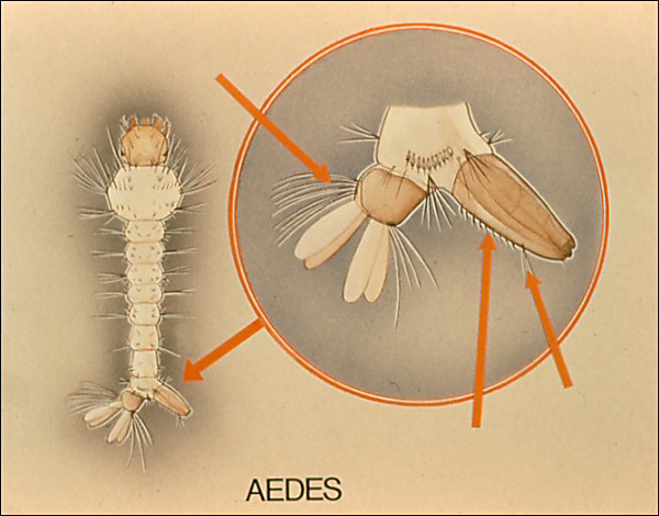 <i>Aedes</i> larva; overlay with arrow to pecten, ventral hair or air tube, and ventral brush; also labeled