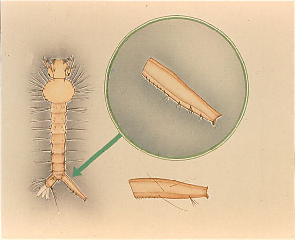 <i>Culex</i> larva