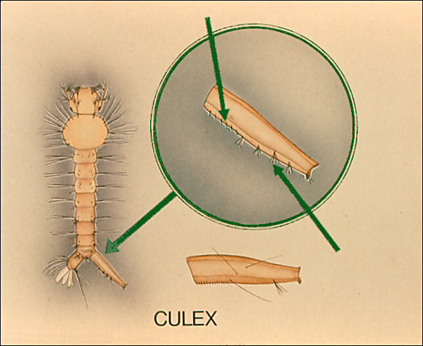<i>Culex</i> larva; overlay with arrow to pecten, row of tufts of hairs on the air tube (siphon).