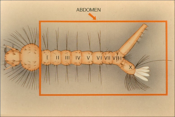 Drawing of Culex larva; overlay with rectangle around abdomen labeled 'abdomen' and segments of abdomen numbered with Roman numerals