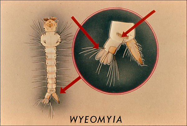 <i>Wyeomia</i> larva; overlay with arrow to comb scales labeled '<i>Wyeomyia</i>'