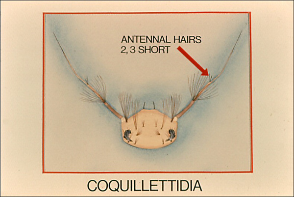 Head and antenna of <i>Coquillettidia</i> with genus label 