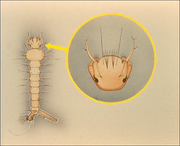 <i>Deinocerites</i> larva