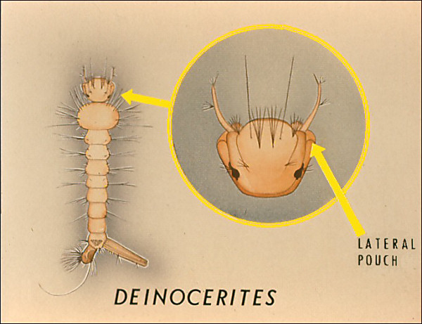 <i>Deinocerites</i> larva; overlay with circle around head and labeled 'Deinocerites'