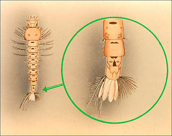 <i>Anopheles</i> larva