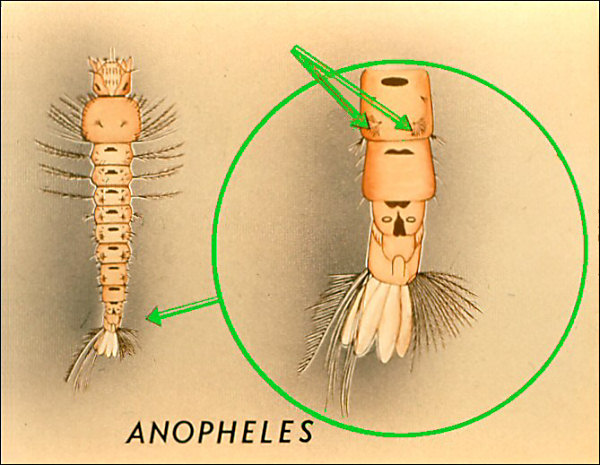 <i>Anopheles</i> larva; overlay with arrows to eighth abdominal segment and palmate hairs; labeled 'Anopheles'