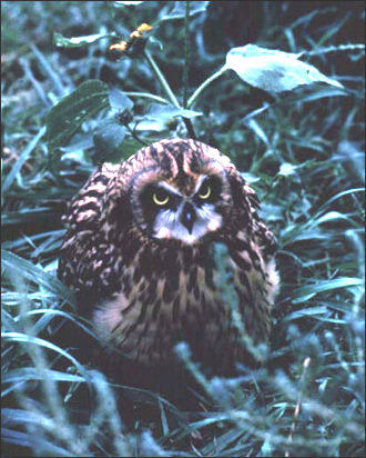 Asio flammeus, National Park Sevice photograph