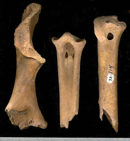 Partial coracoid, tarsometatarsus, and ulna of Gymnogyps californianus