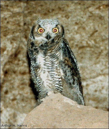 Bubo virginianus, image by Arthur H. Harris