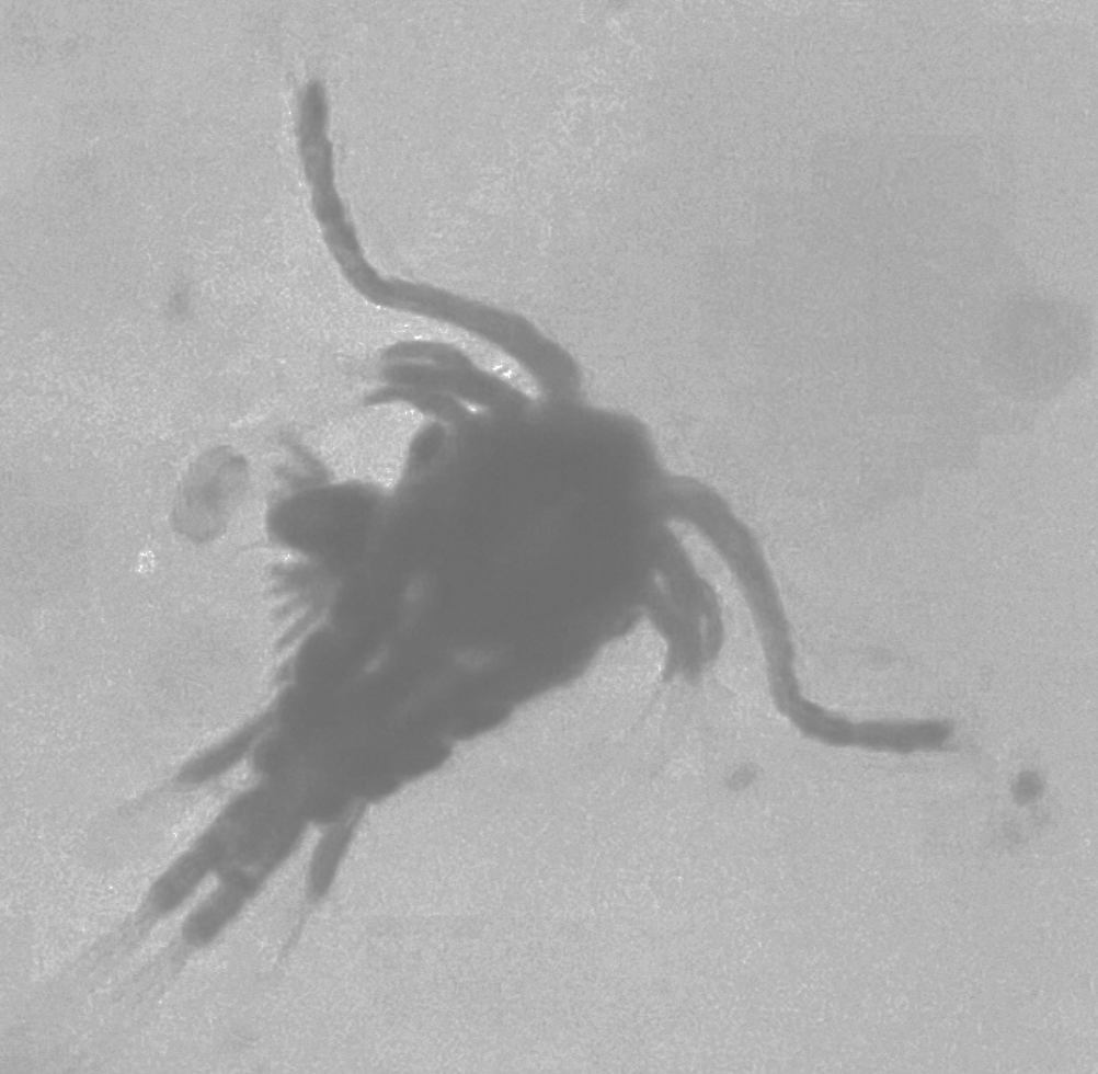 One of the zooplankton in the water samples taken for the study is the adult copepod, a miniature crustacean that is about the size of the period at the end of this sentence. 