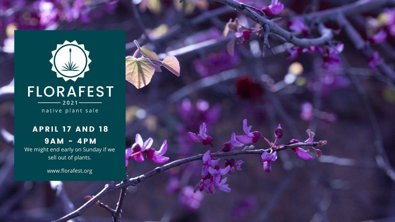 The University of Texas at El Paso’s Centennial Museum and Chihuahuan Desert Gardens hosts the FloraFEST 2021 Annual Plant Sale from 9 a.m. to 4 p.m., Saturday and Sunday, April 17-18, 2021, at Leech Grove. 